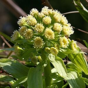 大地の薬: ヨーロッパの薬用植物の神話、医療用途、料理レシピ