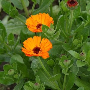 ポットマリーゴールド