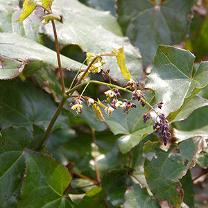 ホザキイカリソウ